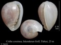 Mollusca (molluscs)