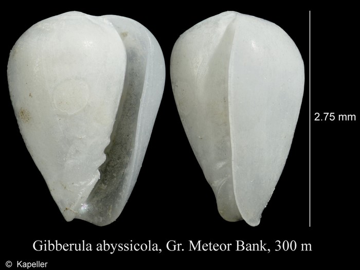 Gibberula abyssicola