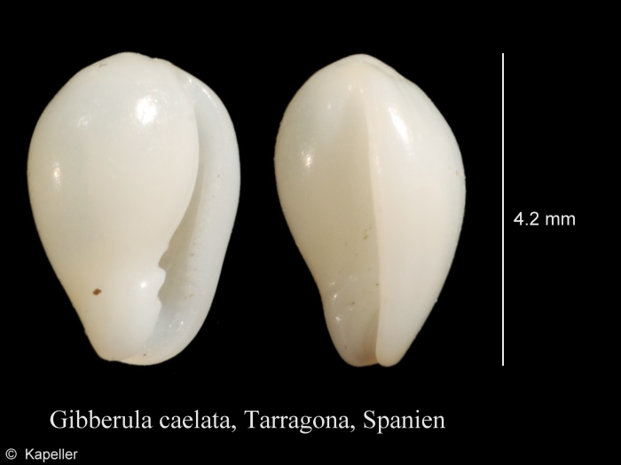 Gibberula caelata