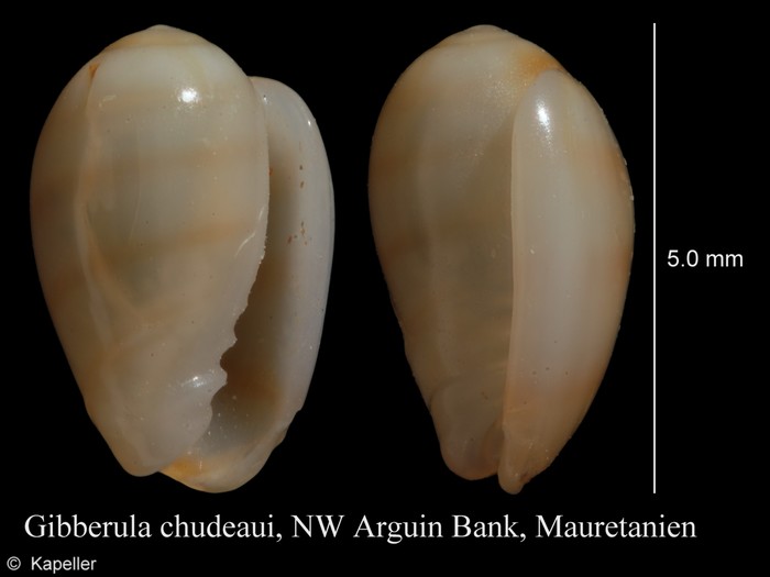 Gibberula chudeaui