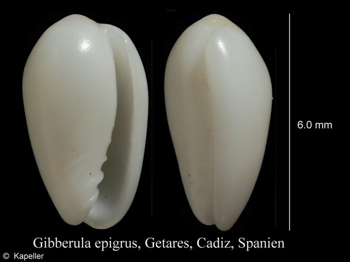 Gibberula epigrus