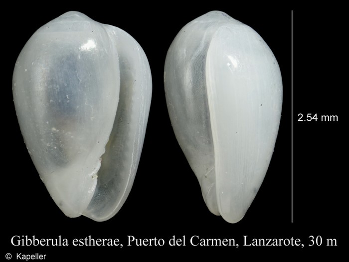 Gibberula estherae Gibberula estherae