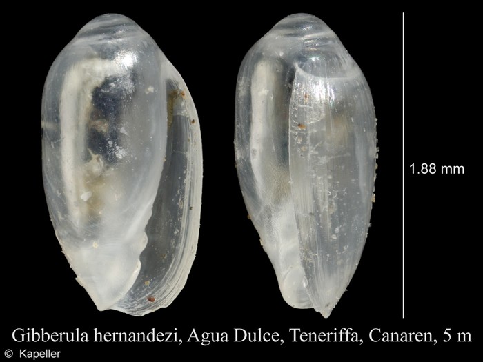 Gibberula hernandezi