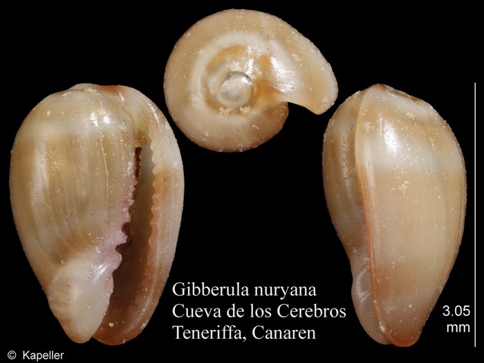 Gibberula nuryana Gibberula nuryana
