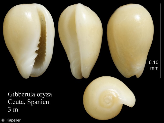 Gibberula oryza