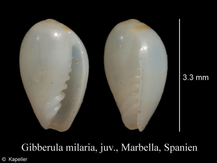 Gibberula miliaria