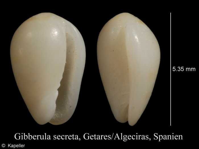 Gibberula secreta