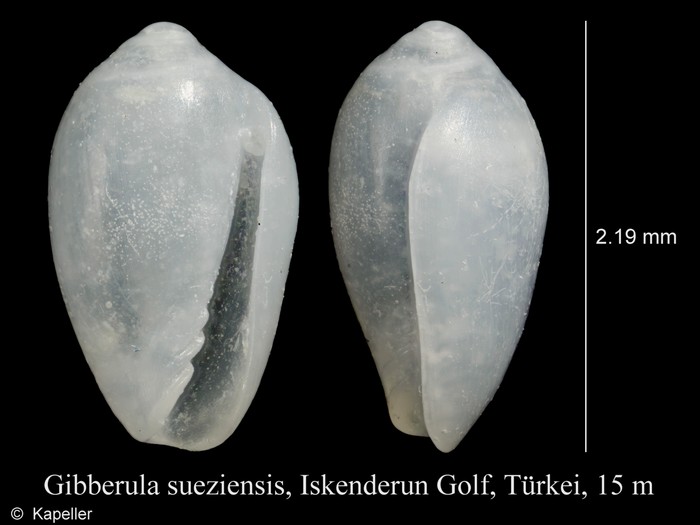 Gibberula sueziensis Gibberula sueziensis