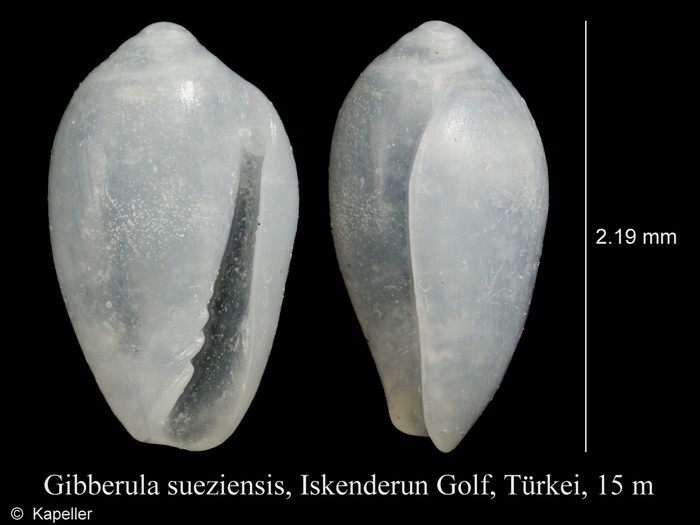 Gibberula sueziensis