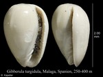 Gibberula turgidula