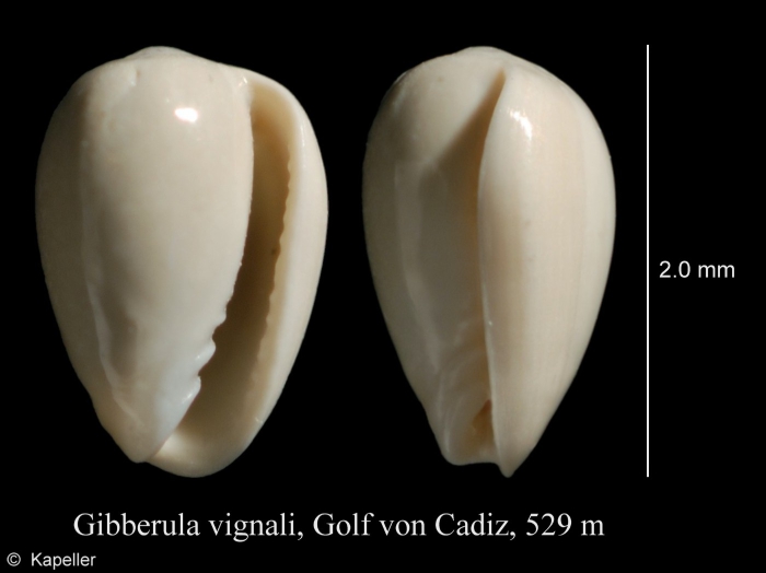 Gibberula vignali