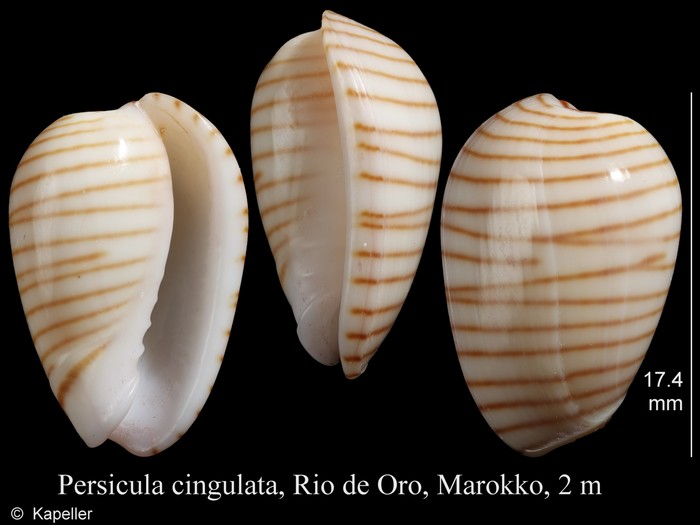 Persicula cingulata Persicula cingulata