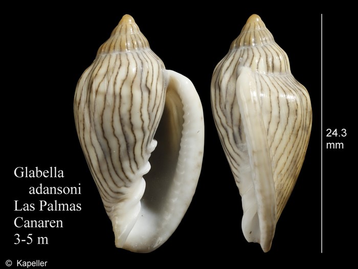 Glabella adansoni Glabella adansoni