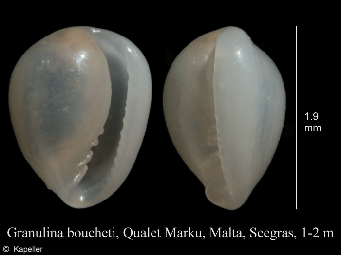 Granulina boucheti