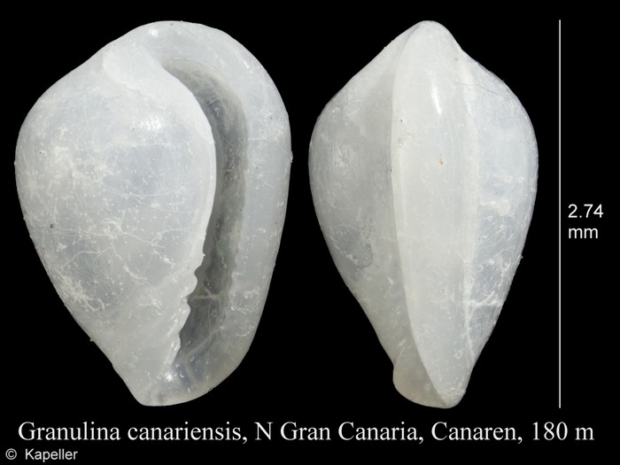 Granulina canariensis Granulina canariensis