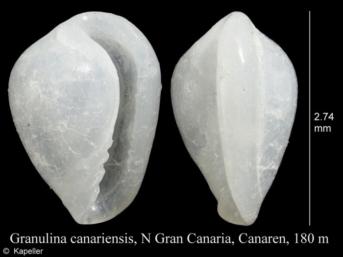 Granulina canariensis