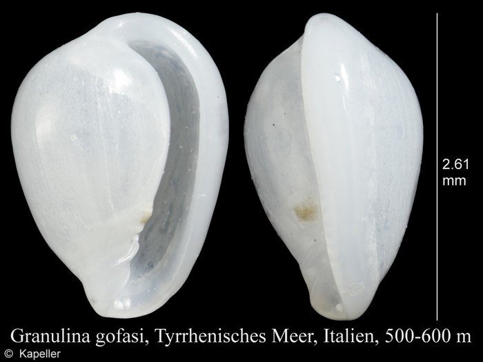 Granulina gofasi Granulina gofasi