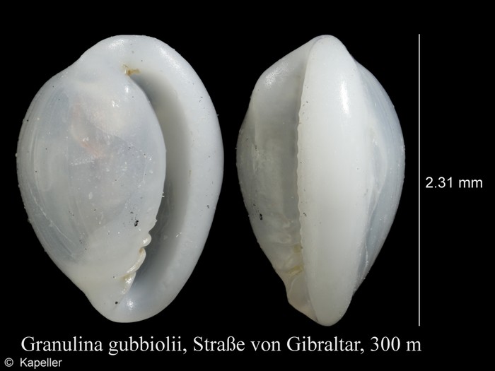 Granulina gubbiolii