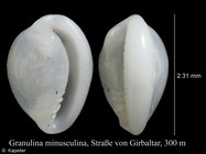 Granulina minusculina