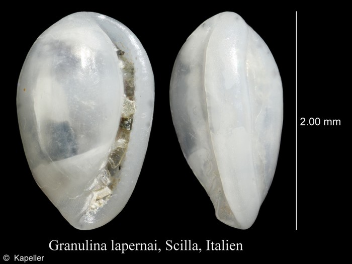Granulina lapernai Granulina lapernai