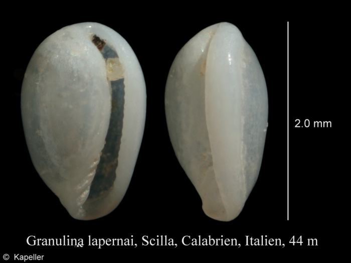 Granulina lapernai Granulina lapernai