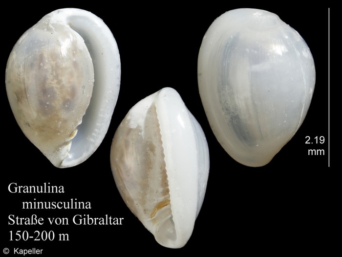 Granulina minusculina