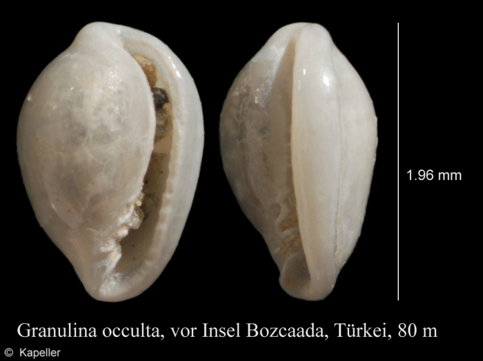 Granulina occulta