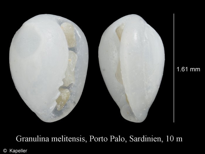 Granulina melitensis