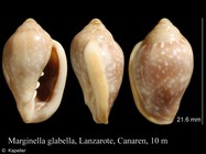 Marginella glabella