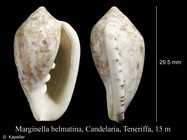 Marginella helmatina
