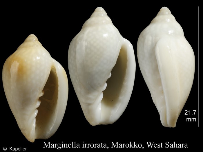 Marginella irrorata Marginella irrorata