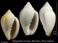 Mollusca (molluscs)