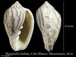 Caenogastropoda