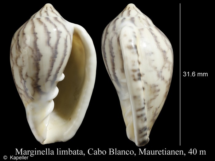 Marginella irrorata Marginella irrorata