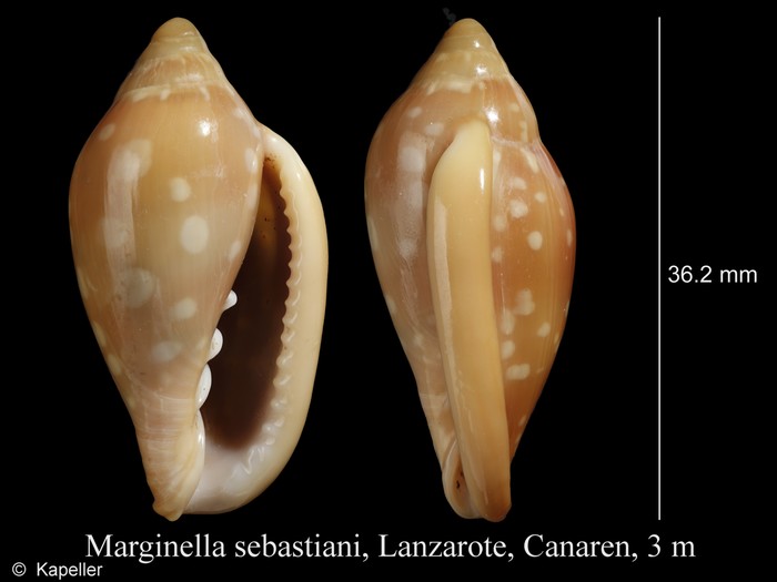Marginella sebastiani Marginella sebastiani