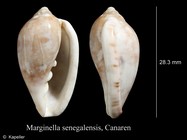 Marginella senegalensis