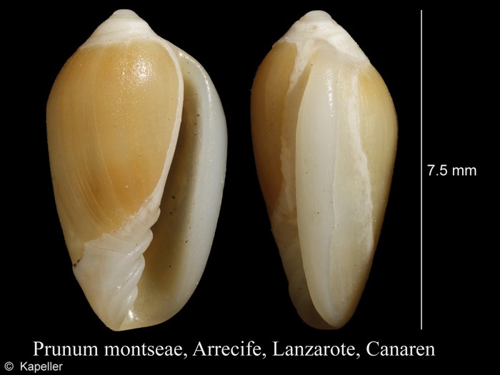 Prunum montseae Prunum montseae