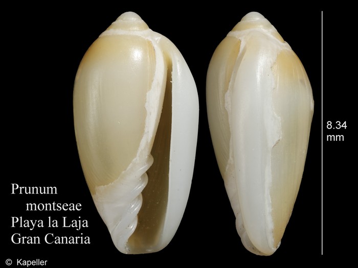 Prunum montseae