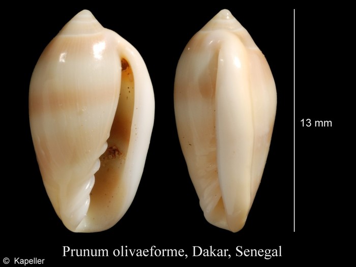 Prunum olivaeforme Prunum olivaeforme