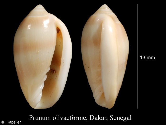 Prunum olivaeforme