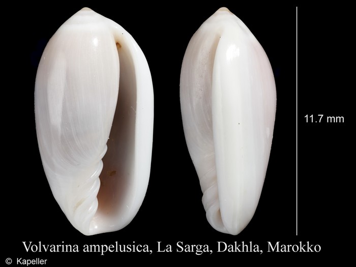 Volvarina ampelusica Volvarina ampelusica