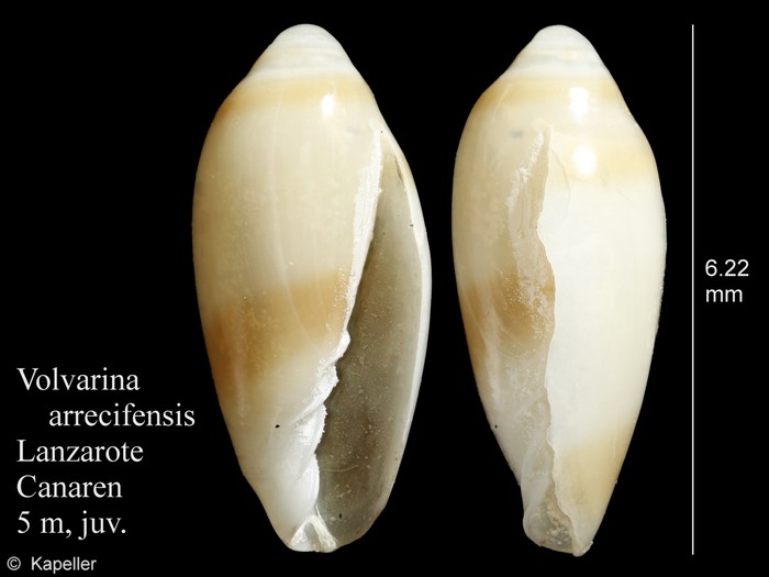 Volvarina arrecifensis Volvarina arrecifensis