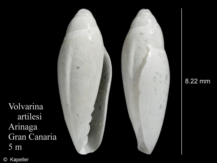 Volvarina artilesi Volvarina artilesi