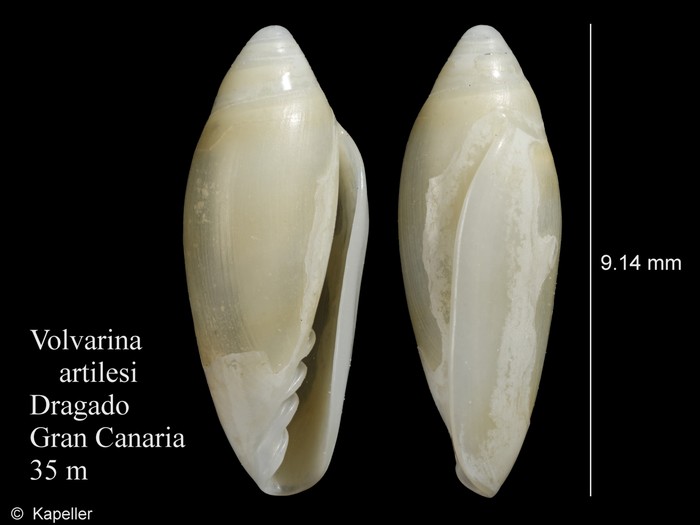 Volvarina artilesi Volvarina artilesi