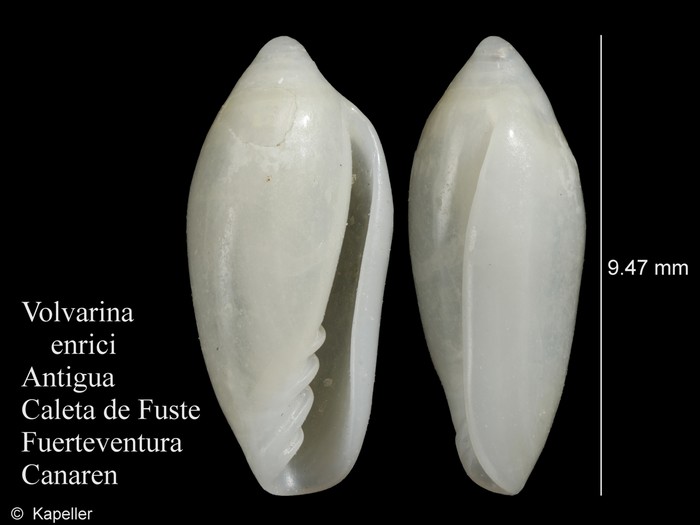 Volvarina enrici Volvarina enrici