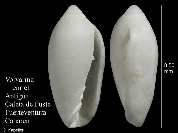 Volvarina enrici Volvarina enrici