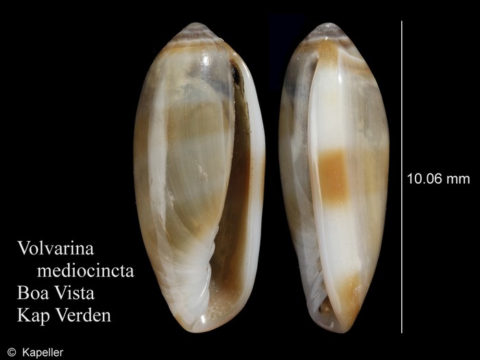 Volvarina mediocincta