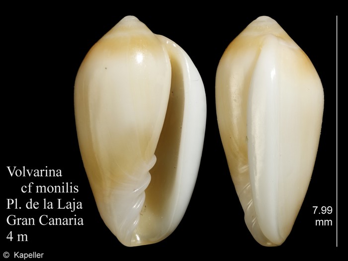 Volvarina monilis Volvarina monilis