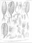 Xanthocalanus typicus
