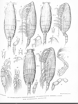 Onchocalanus affinis
